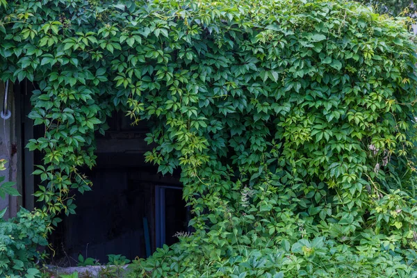Hintergrund Wilde grüne Trauben an der Wand — Stockfoto