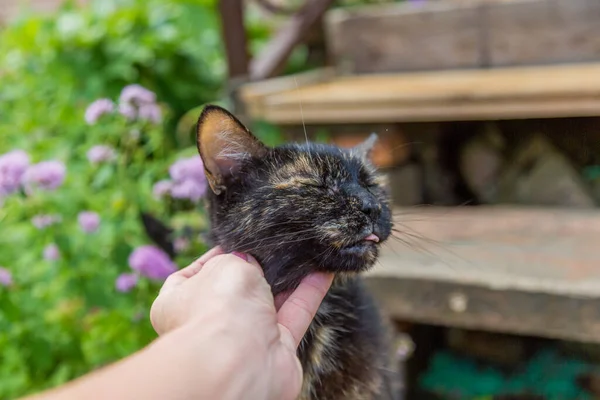 Lycklig katt gillar att smekas av kvinnor hand. — Stockfoto