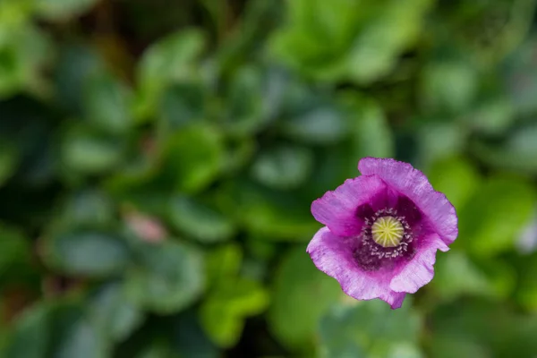 Закрыть один фиолетовый цветок мака и один маленький цветок — стоковое фото