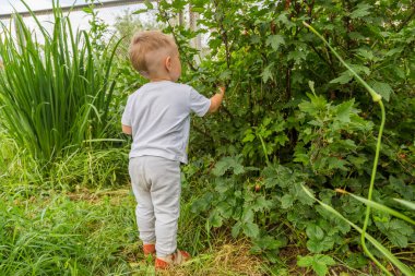 Çocuk çalılıktan çilek topluyor