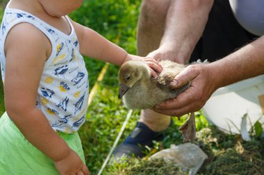 Yaşlı bir adam elinde küçük bir kaz tutuyor, küçük bir çocuk nazikçe tüylerini okşuyor.