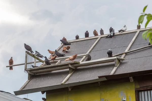 鳥の家の屋根の上に座っている家のハト — ストック写真