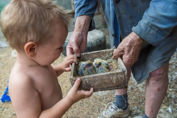 Pigeon chick in loving the human hands. Senior grandfather shows baby bird to a grandson. Example of friendship between the bird and the human