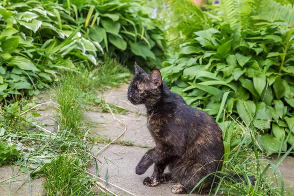 Mörka Katten Sitter Den Gröna Trädgården — Stockfoto