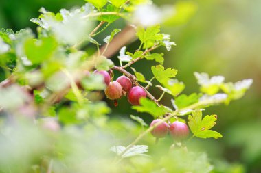 Bahçedeki bektaşi üzümü dalında taze bektaşi üzümü. Yaprakların altındaki bir dalda asılı organik bektaşi üzümlerinin yakın plan görüntüsü. Seçici odak.