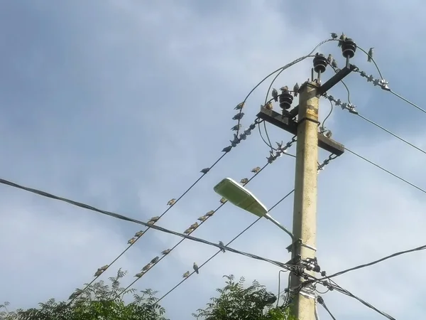 Pájaros Estorninos Sientan Cables Farolas Pueblo —  Fotos de Stock