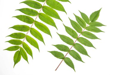 Juglans Cinerea beyaz ceviz yaprağı