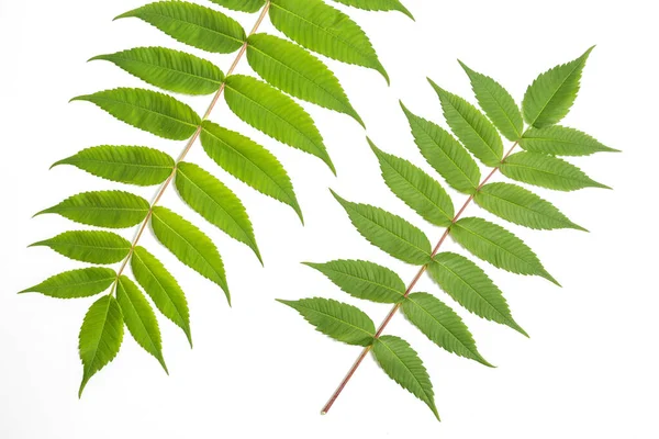 Juglans Cinerea beyaz ceviz yaprağı