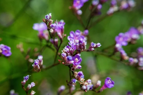 Detailní Záběr Letní Živou Barvu Kvetoucího Květu Zahradě Vesnice Makro — Stock fotografie