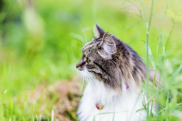 Fluffig Grå Katt Med Ett Lyxigt Vitt Bröst Sitter Gräset — Stockfoto