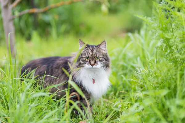 Een Pluizige Grijze Kat Met Een Luxe Witte Borst Zit — Stockfoto