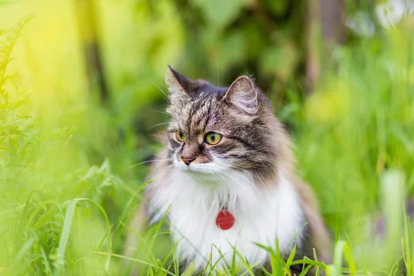 Soffice Gatto Grigio Con Lussuoso Seno Bianco Siede Nell Erba — Foto Stock