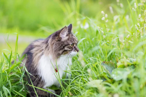 Fluffy Gray Cat Luxurious White Breast Sits Grass Looks Aside — Stock Photo, Image