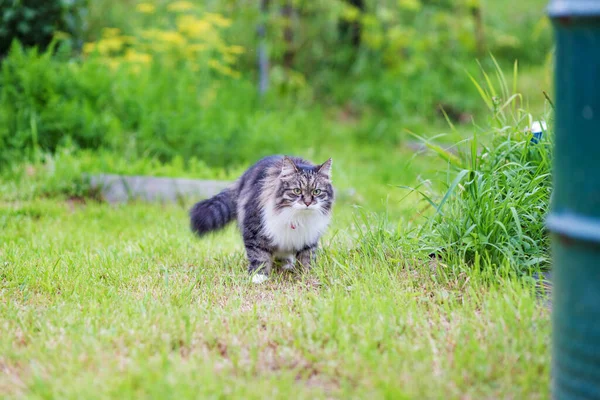 Fluffig Grå Katt Med Lyxig Vit Bröstjakt Gräset Och Tittar — Stockfoto