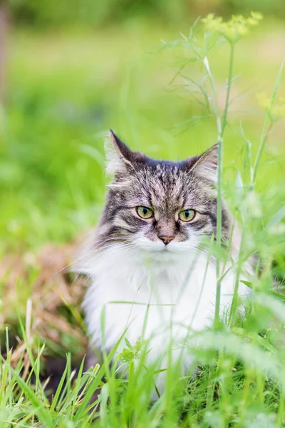 Fluffig Grå Katt Med Ett Lyxigt Vitt Bröst Sitter Gräset — Stockfoto