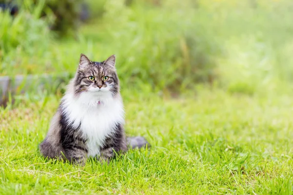 Fluffig Grå Katt Med Ett Lyxigt Vitt Bröst Sitter Gräset — Stockfoto