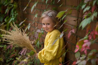 Sarı örgü kazaklı, kısa saçlı güzel mutlu kız elinde bir avuç kuru kulak tutuyor, Autumn Portre. Sıcak sonbahara hoş geldiniz. Altın sonbahar konsepti, Hindistan yazı, Eylül.