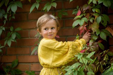 Sarı örgü kazaklı, kısa saçlı güzel mutlu kız çitin yanında duruyor. Kırmızı üzüm yaprakları, sonbahar portresi. Sıcak sonbahara hoş geldiniz. Hint Yazı,