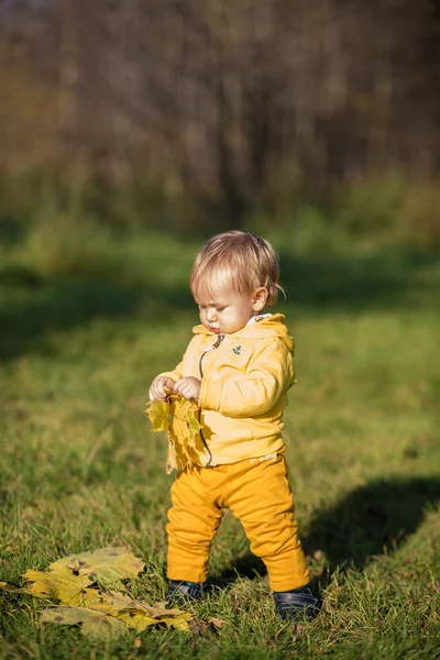 Sonbahar ormanının arka planında sonbahar sarısı yapraklarıyla oynayan küçük çocuk. Altın sonbahar, Hint Yazı