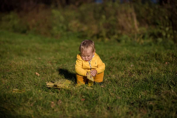 Pequeño Niño Todler Jugando Con Las Hojas Amarillas Otoño Fondo — Foto de Stock