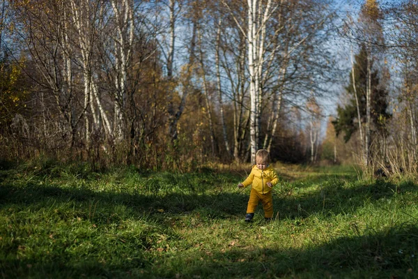 .Küçük çocuk sonbahar ormanının arka planında yürümeyi öğreniyor. Altın sonbahar, Hint Yazı.