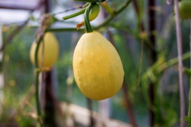 Dekoratif balkabağı. Ağaç dallarında asılı küçük dekoratif balkabağı. Arkaplanda yeşil yapraklar.