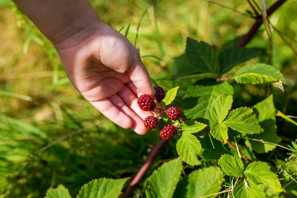 Žena Drží Rukou Hromadu Ostružin Větvi Své Venkovské Zahradě Sklizeň — Stock fotografie