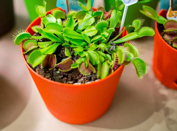 Venüs Sinek Kapanı, Dionaea muscipula Dekoratif bir saksıda.