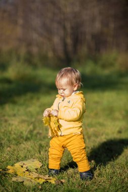 Sonbahar ormanının arka planında sonbahar sarısı yapraklarıyla oynayan küçük çocuk. Altın sonbahar, Hint Yazı