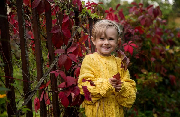 Beautiful happy girl with a short haircut in a yellow knitted sweater is.standing near the fence on a background of red leaves of wild grapes, Welcome warm autumn. Golden autumn concept, Indian summer