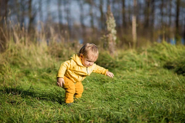 .Sarı ceketli yeni yürümeye başlayan çocuk Hindistan yazında, sonbahar parkında yürümeyi öğreniyor..