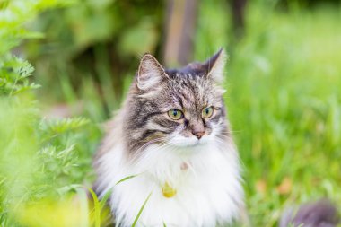 Lüks bir beyaz göğsü olan tüylü gri bir kedi çimenlerde oturur ve yana bakar.