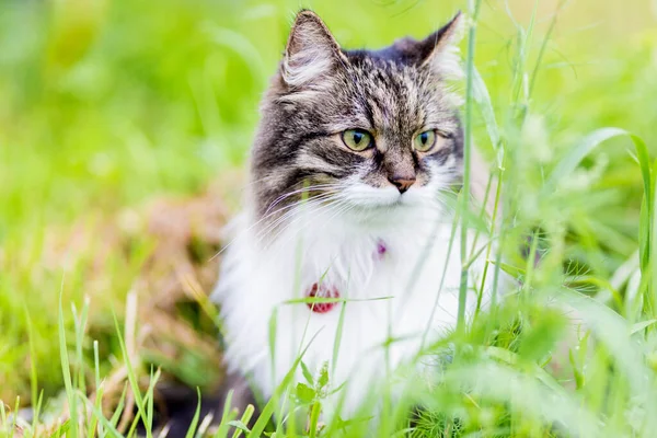 一只毛茸茸的灰猫 胸部洁白 坐在草地上 朝旁边看去 — 图库照片