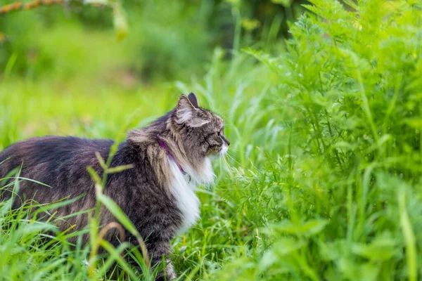 Een Pluizige Grijze Kat Met Een Luxe Witte Borst Zit — Stockfoto