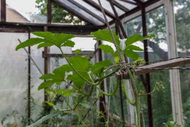 Bir kır evinin serasında kıvırcık balkabağı kirpikleri. Yataklarda bal kabağı fideleri