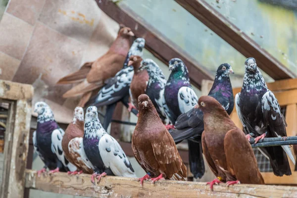 一群归家的鸽子在鸟屋休息 — 图库照片