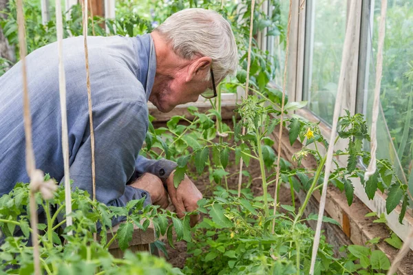 Old farmer an old man weeding the seedlings of tomato in his greenhouse. Care of seedlings in the garden. Agriculture in the greenhouse. Nature, leaf.