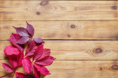 Sonbahar dairesi, ahşap zemin üzerinde renkli yapraklarla yatıyordu.