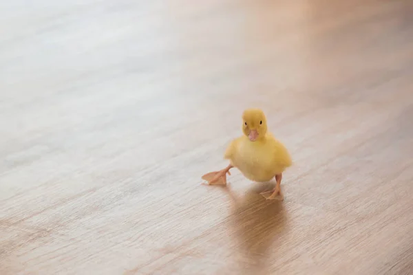 Small Yellow Duckling Learning How Walk — Stock Photo, Image