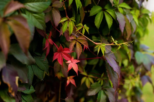 Uma Parede Coberta Com Folhas Multicoloridas Videira Outono Aldeia — Fotografia de Stock
