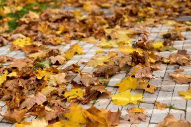 Sonbahar parkında sarı ve turuncu sonbahar yaprakları.