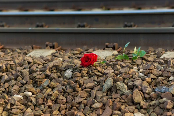 Κόκκινο Τριαντάφυλλο Βρίσκεται Δίπλα Στις Ράγες Στις Γραμμές Του Τρένου — Φωτογραφία Αρχείου