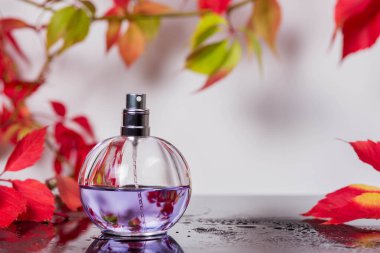 Parfüm şişesi ve siyah cam bir yüzey üzerindeki eski parfüm yaban üzüm yaprakları ve su damlaları, aroma kokusu, güzel kokulu kozmetik ve lüks bir tuvalet markası olan Eau de Toilette ile çevrelenmiş.