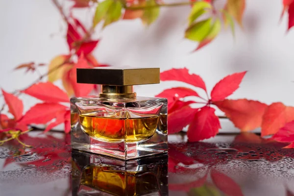 Parfüm şişesi ve siyah cam bir yüzey üzerindeki eski parfüm yaban üzüm yaprakları ve su damlaları, aroma kokusu, güzel kokulu kozmetik ve lüks bir tuvalet markası olan Eau de Toilette ile çevrelenmiş.
