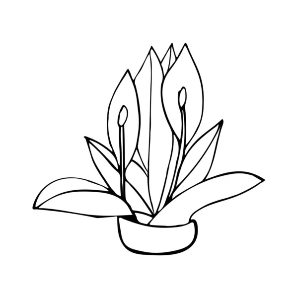 Ręcznie Rysowane Słodkie Kwiaty Które Masz Domu Elementy Roślin Domowych — Wektor stockowy