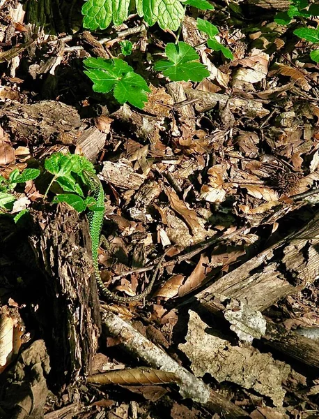 Зелена Ящірка Коричневим Хвостом Приховує Себе Землі — стокове фото