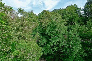 Ağaç taçları ve sık yapraklı çalılar.