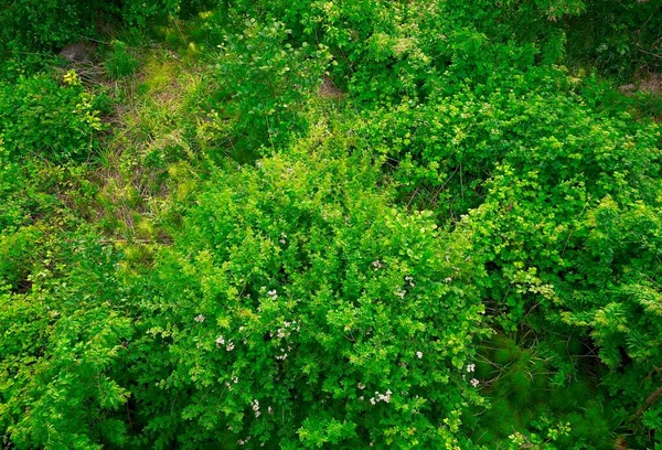 Kronen Von Bäumen Und Sträuchern Mit Dichtem Laub — Stockfoto