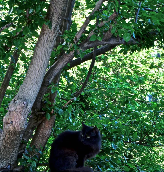 Zwarte Kat Zittend Onder Kroon Van Een Boom — Stockfoto