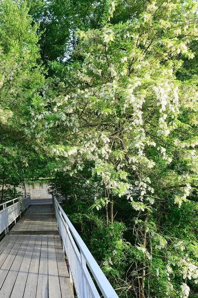 Ponte Madeira Com Trilhos Metal Entre Vegetação — Fotografia de Stock